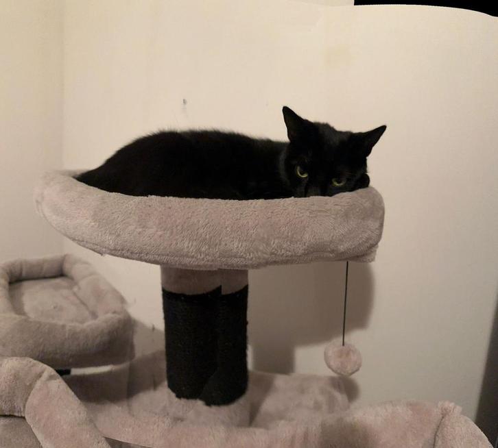 Black beauty Fendi, Dieren en Toebehoren, Katten en Kittens | Dekkaters, 0 tot 2 jaar