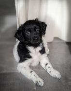 Lieve raszuivere Friese Stabij pups mogen bijna verhuizen, Parvo, Overige rassen, 8 tot 15 weken, Meerdere