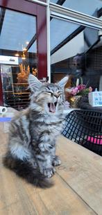 Prachtige Mainecoon kittens