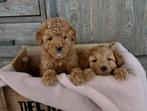 De allerliefste cockapoo pups op zoek naar een thuis, Overige rassen, 8 tot 15 weken, CDV (hondenziekte), Meerdere