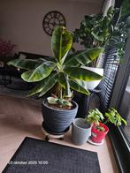 Bananenplant Musa Dwarf Cavendish - 1 meter, Tuin en Terras, Planten | Tuinplanten, Ophalen, Overige soorten, Volle zon