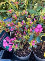 Rhododendron en azalea diverse soorten, Tuin en Terras, Planten | Tuinplanten, Halfschaduw, Zomer, Ophalen of Verzenden, Overige soorten
