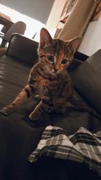Lieve marble bengaal kitten, Poes