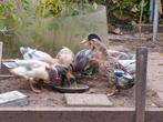 Indische loopeenden - Indian runner ducks, Meerdere dieren, Eend