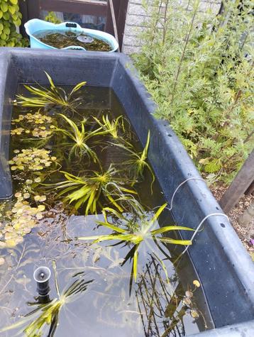 Vijverplanten. Krabbenscheer. Zuurstof planten. beschikbaar voor biedingen