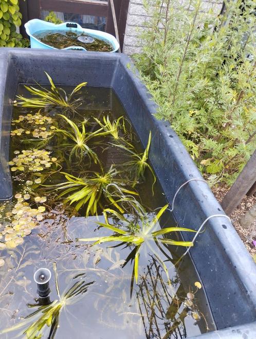 Vijverplanten. Krabbenscheer. Zuurstof planten., Tuin en Terras, Vijver-toebehoren, Zo goed als nieuw, Ophalen