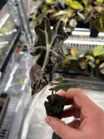 Alocasia Sanderiana Nobilis Pink Variegata, Huis en Inrichting, Overige soorten, In pot, Minder dan 100 cm, Bloeiende kamerplant