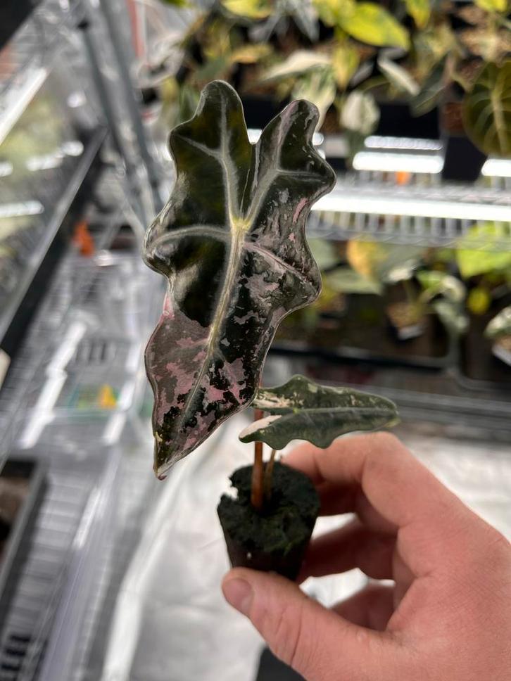 Alocasia Sanderiana Nobilis Pink Variegata, Huis en Inrichting, Kamerplanten, Overige soorten, Minder dan 100 cm, Bloeiende kamerplant