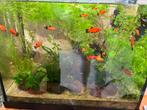 Mooie platy vissen oranje  zwart, Dieren en Toebehoren, Ophalen of Verzenden, Zo goed als nieuw