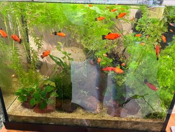 Mooie platy vissen oranje  zwart beschikbaar voor biedingen