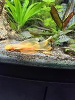 Ancistrus longfin albino,, Dieren en Toebehoren, Zoetwatervis, Schoolvis, Vis