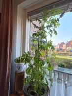 Grote Citroenplant in Pot, Ophalen, 100 tot 150 cm, Halfschaduw, In pot