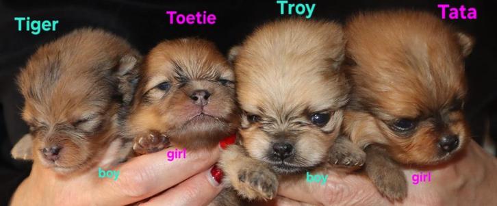 Nestje Pomeranians geboren in Nederland Pomeranian/Pomeriaan, Dieren en Toebehoren, Honden | Poolhonden, Keeshonden en Oertypen