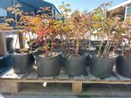 Pioenrozen in pot, Ophalen, Volle zon, Groenteplanten, Eenjarig