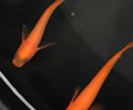 Medaka Panda Orange - Japanse Rijstvis eitjes te koop, Dieren en Toebehoren, Vissen | Aquariumvissen, Vis