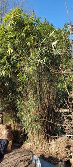 Bamboe, Tuin en Terras, Ophalen, Bamboe, 250 cm of meer