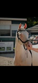Cremello D merrie te koop!, Dieren en Toebehoren, Pony's, Merrie, Met stamboom, Dressuurpony, 3 tot 6 jaar