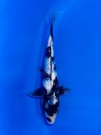 VHQ Tateshita Ginrin Shiro Utsuri 25-30cm Japanse koi, Karper of Koi
