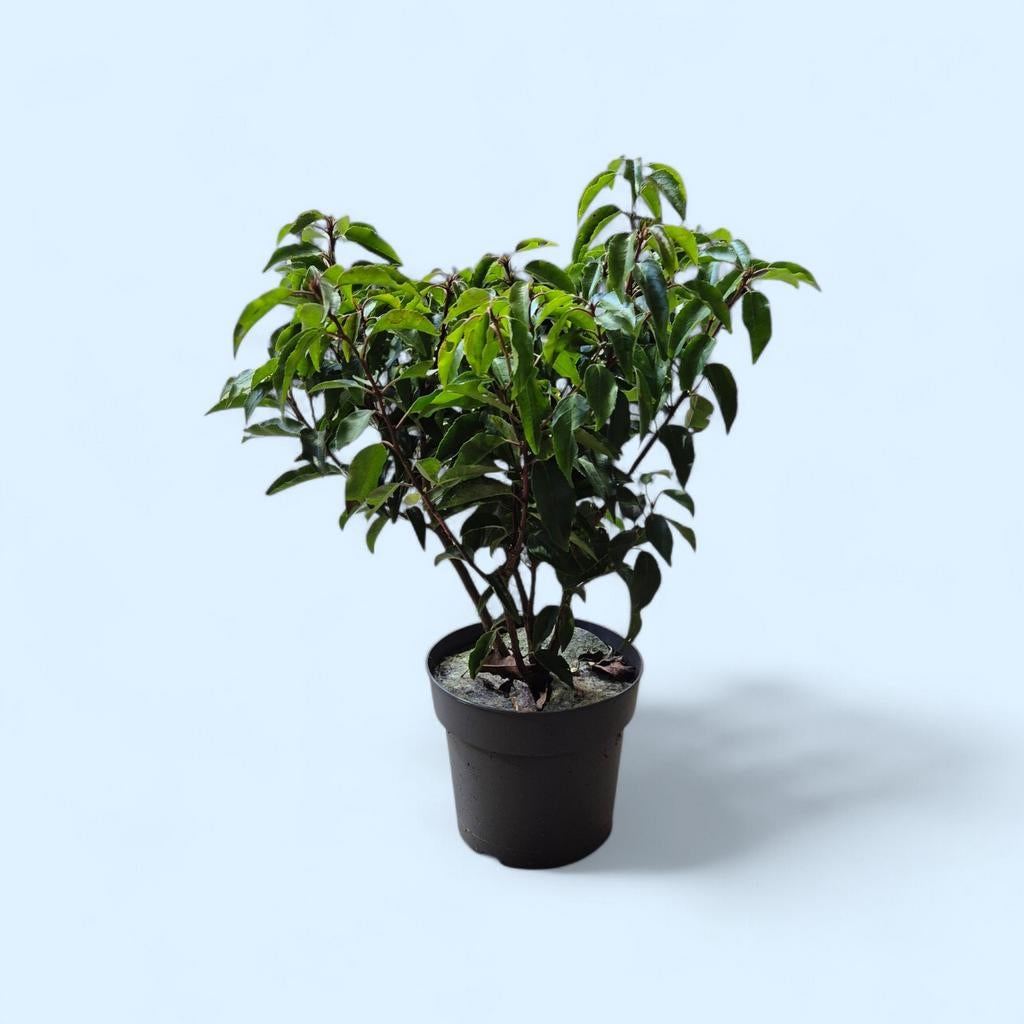 Portugese Laurier 3L Potkweek - 30-40 cm, Tuin en Terras, Ophalen