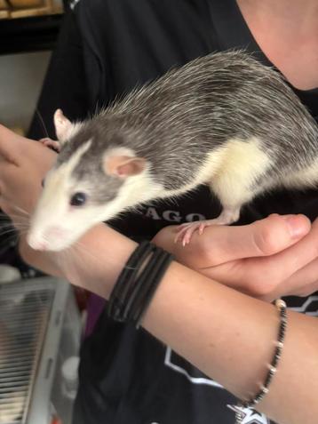 Verschillende kleuren ratten ratjes beschikbaar mogen zsm beschikbaar voor biedingen