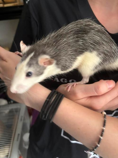 Verschillende kleuren ratten ratjes beschikbaar mogen zsm, Dieren en Toebehoren, Knaagdieren, Meerdere dieren, Rat, April, Tam