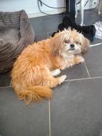 Shit-zu/ Chihuahua  Dekreu, Dieren en Toebehoren, Honden | Chihuahua's en Gezelschapshonden, Eén hond, 3 tot 5 jaar, Nederland