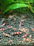 Crystal red garnalen, Dieren en Toebehoren, Kreeft, Krab of Garnaal