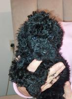 Cockapoo pups reutjes, Dieren en Toebehoren, Rabiës (hondsdolheid), 8 tot 15 weken, Meerdere, Nederland