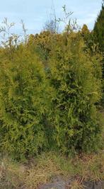 thuja coniferen, Tuin en Terras, Planten | Tuinplanten, Volle zon, Vaste plant, Bloeit niet, Ophalen