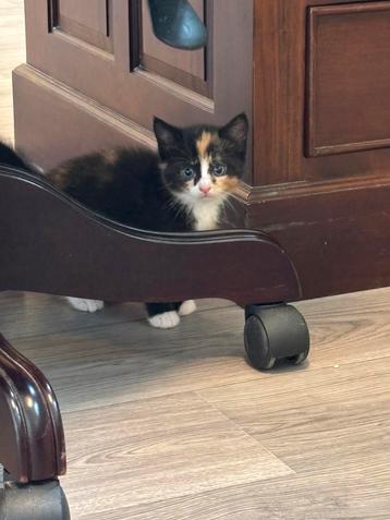 Nog 1  Leuke Lieve Kitten (Deels Britse Korthaar) beschikbaar voor biedingen