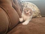 Britse korthaar langhaar kittens lilac wit bicolour, Dieren en Toebehoren, Katten en Kittens | Raskatten | Langhaar, Ontwormd
