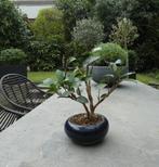 bonsai Camellia Japonica [ Japanse roos ], Tuin en Terras, Planten | Bomen, Overige soorten, Volle zon, Ophalen of Verzenden