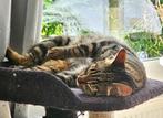 Geweldige leuke kater, gecastr, 3jr, verhuizing ivm allergie, Kater, Kortharig, 3 tot 5 jaar