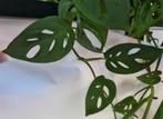 monstera acuminata stek, Huis en Inrichting, Kamerplanten, Ophalen of Verzenden, Halfschaduw, Minder dan 100 cm