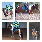 Leuke c pony zoekt ruiter/verzorger Sprang-Capelle, Ophalen