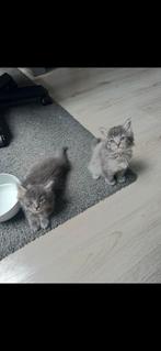 Mooie maine coon/britse korthaar kittens, Poes, Ingeënt
