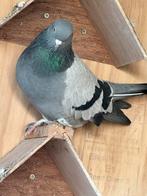 Turkse takla duif, Tuimelaar of Roller