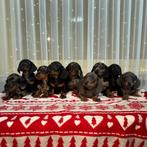 Korthaar dwerg teckel pups, CDV (hondenziekte), 8 tot 15 weken, Meerdere, Meerdere dieren