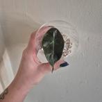 Alocasia pink dragon, Huis en Inrichting, Kamerplanten, Ophalen of Verzenden, Halfschaduw, Minder dan 100 cm