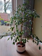 Mooie ficus, Huis en Inrichting, Kamerplanten, 100 tot 150 cm, Ficus, Ophalen, Groene kamerplant
