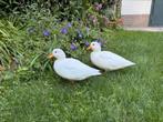 Twee hollandse kwakers meisjes, Dieren en Toebehoren, Vrouwelijk, Eend