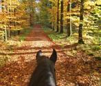 Stalling gezocht 2 paarden - bij bos gelegen, Dieren en Toebehoren, Stalling en Weidegang, Stalling