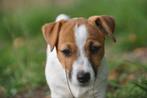 Te koop laagbenige glad- en broken coat Jack Russel pups, Dieren en Toebehoren, Jack Russell Terriër, 8 tot 15 weken, CDV (hondenziekte)