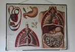Antieke, anatomische schoolplaat: maag en bloedsomloop, Antiek en Kunst, Ophalen of Verzenden