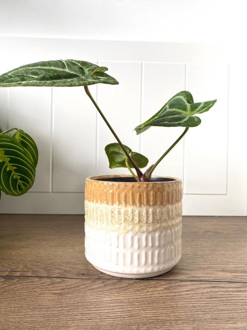 Bloempot geel /  wit glazuurde, Tuin en Terras, Bloempotten, Zo goed als nieuw, Aardewerk, Minder dan 25 cm, Rond, Ophalen of Verzenden