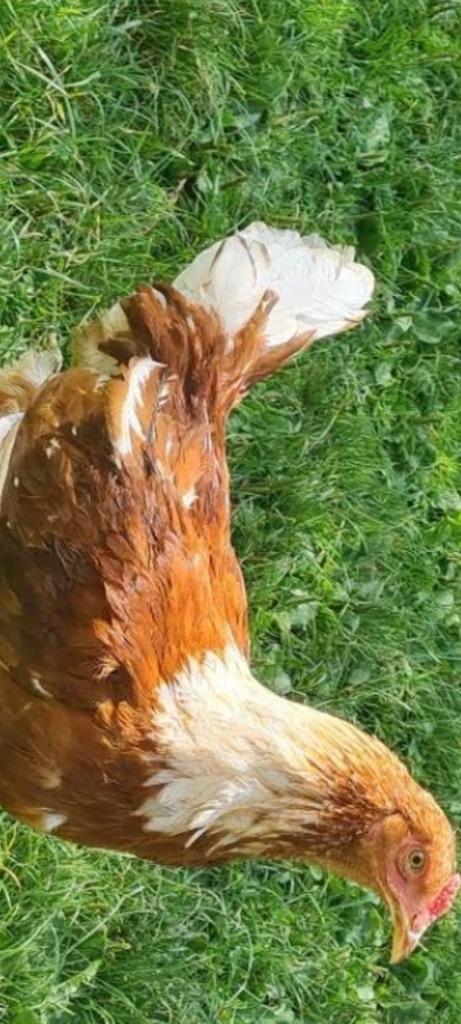 Isa Brown legkip Haan soort legkippen, Dieren en Toebehoren, Pluimvee, Kip, Mannelijk