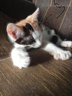 Cat, Dieren en Toebehoren, Katten en Kittens | Raskatten | Langhaar