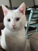 Witte kater 1 jaar oud., Dieren en Toebehoren, Kater