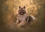 Knappe wolfsgrijze keeshond te koop!, Keeshond, Reu, 1 tot 2 jaar, Eén hond