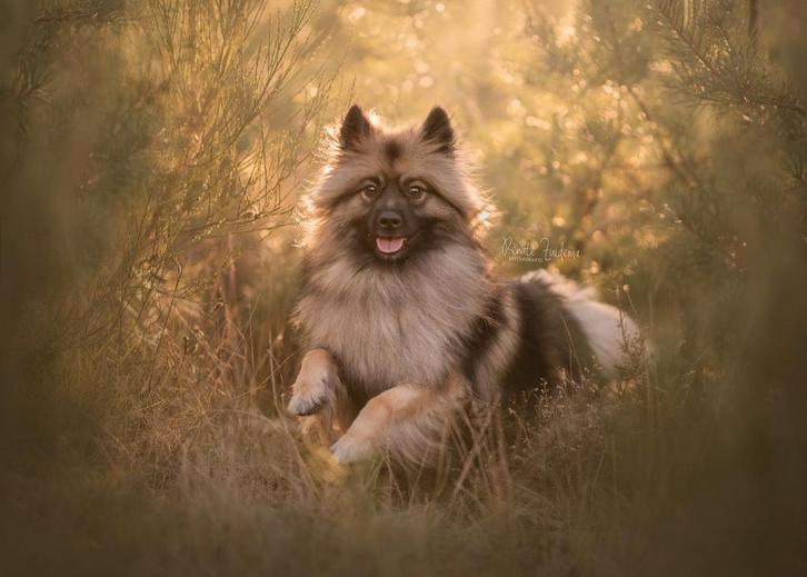 Knappe wolfsgrijze keeshond te koop!, Dieren en Toebehoren, Honden | Poolhonden, Keeshonden en Oertypen, Reu, Keeshond, Particulier